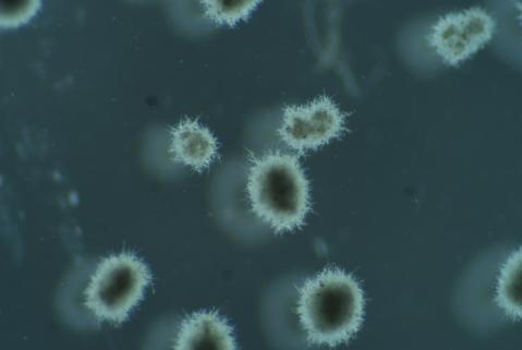 顯微鏡.png 顯微鏡.png